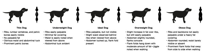 body chart