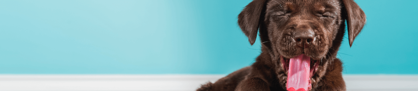 Why Large-Breed Puppy Formulas Are Different