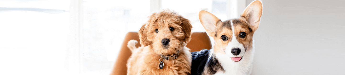 Puppy Basics: Nutrition for Small and Toy Breeds
