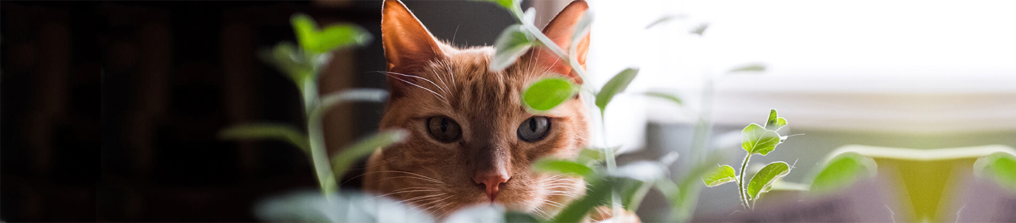 Does-Your-Cat-Have-Allergies-banner