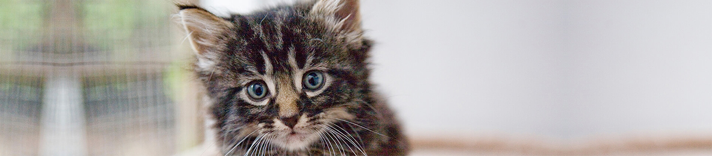 Kitten Basics: How to Keep Your Kitten in Good Health