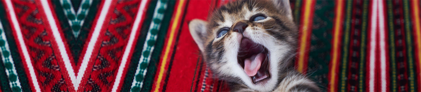 Kitten Basics: Taking Care of Your Kitten’s Oral Health banner