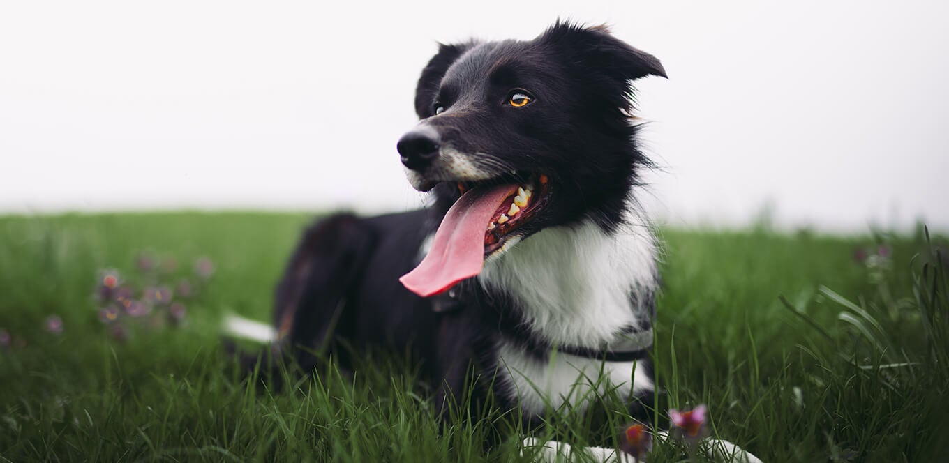 Why is chicken bad for dogs 2025