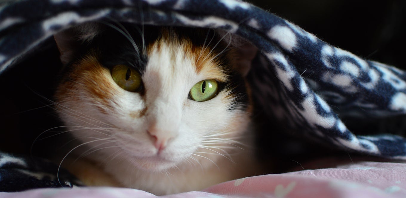 Is gluten bad for cats clearance