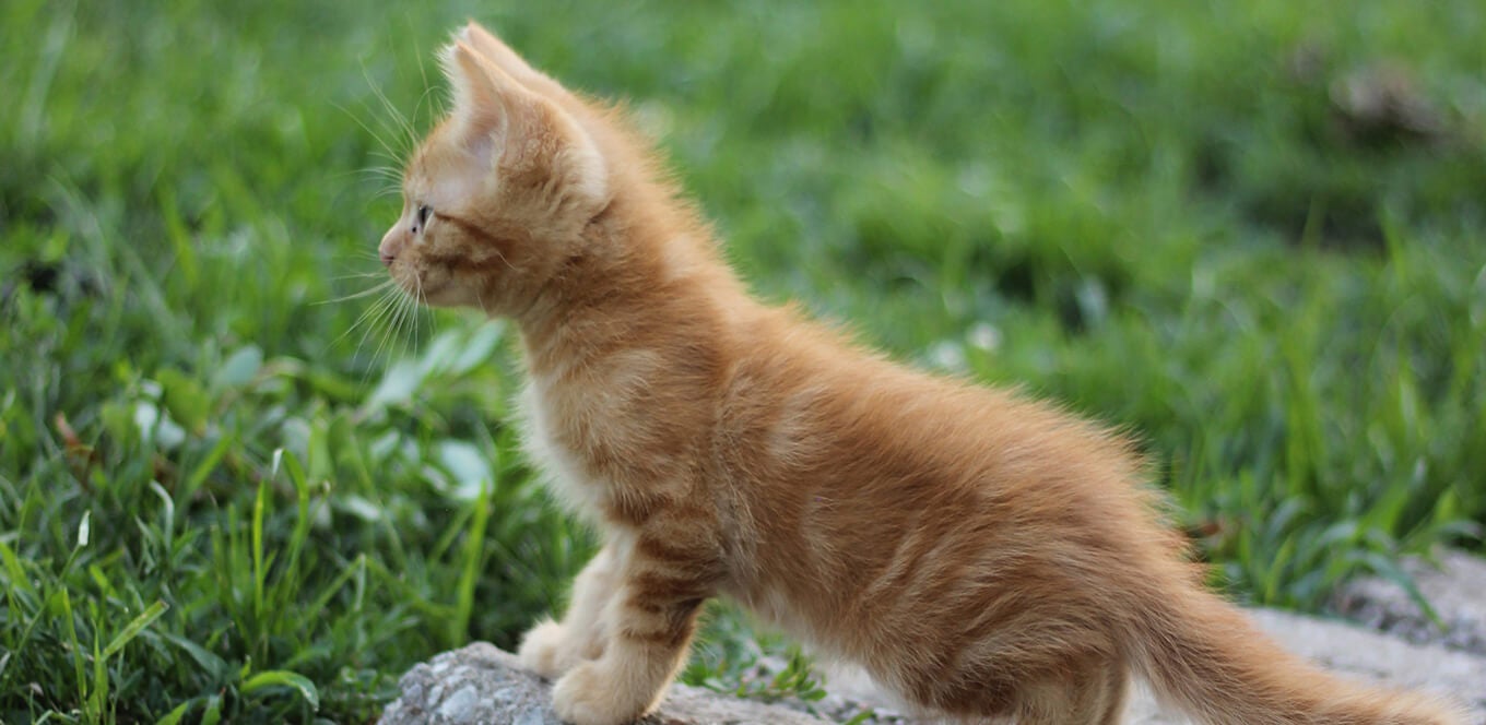 Is flaxseed bad for cats sale