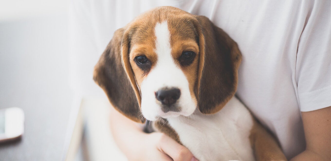 How Much To Feed A Puppy Feeding Guide IAMS Malaysia