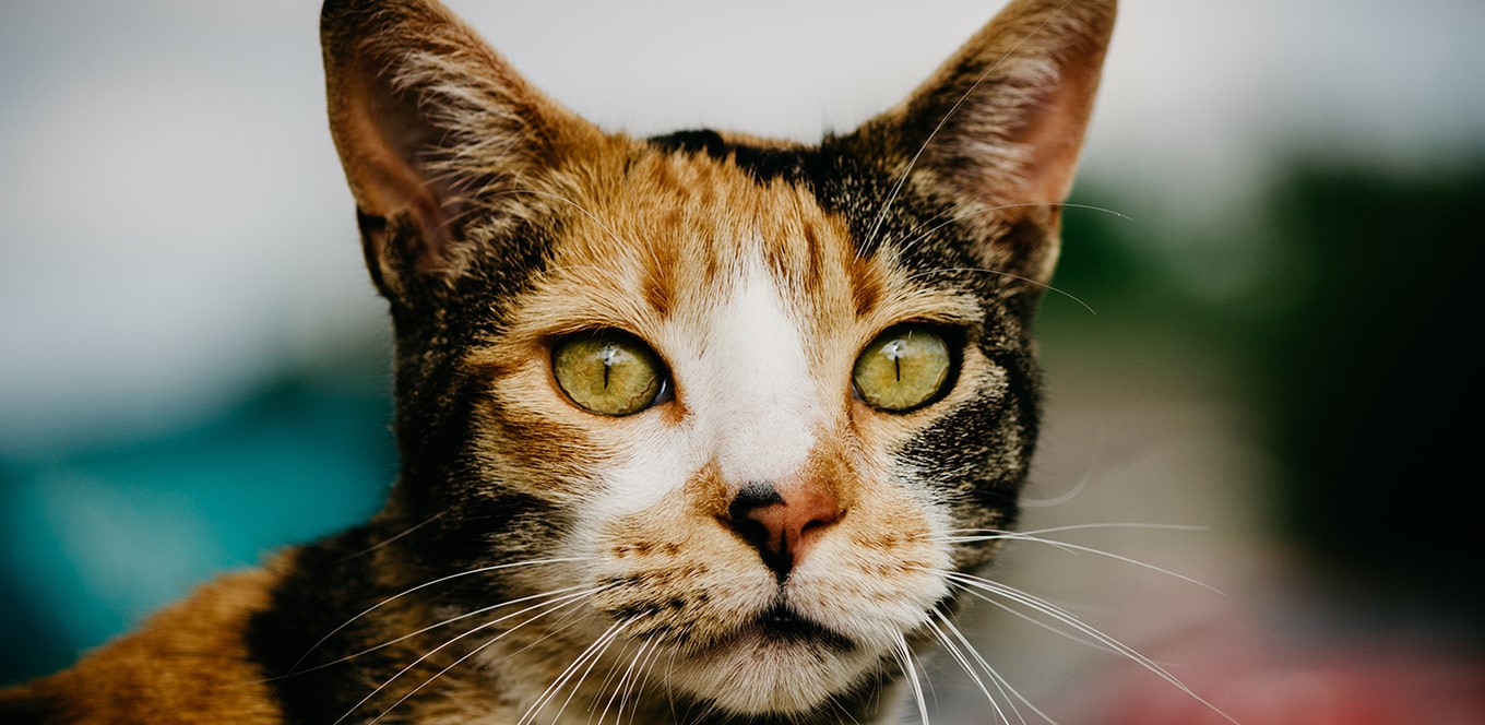 Why Antioxidants Are Good For Your Cat