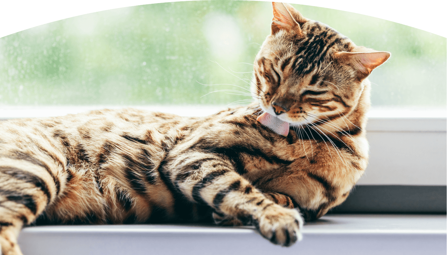 Dull cat fur online