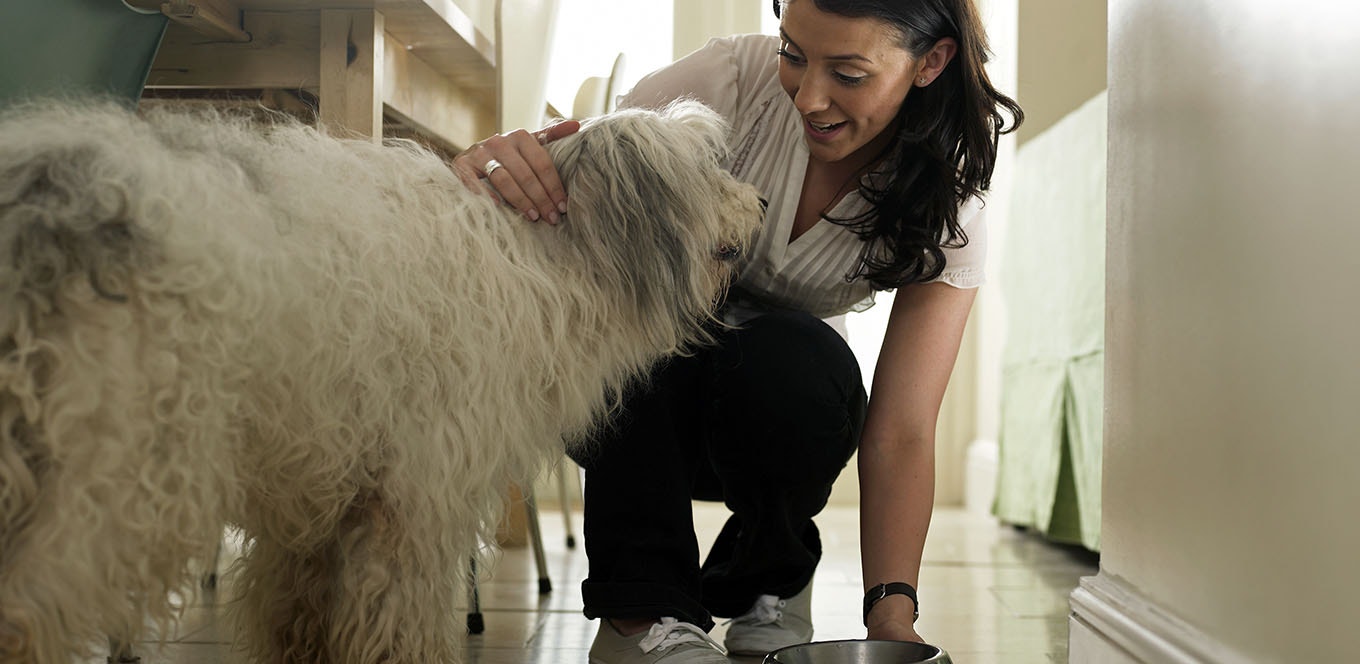 guide to feeding your mature dog