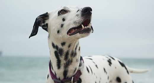 Everything You Need to Know About Healthy Dog Skin and Coat