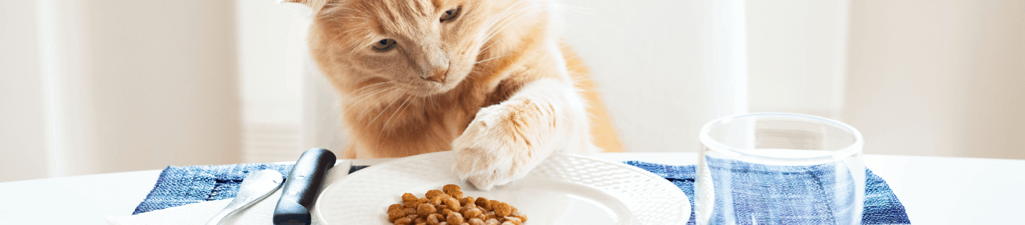 Understanding Your Cat's Eating Habits