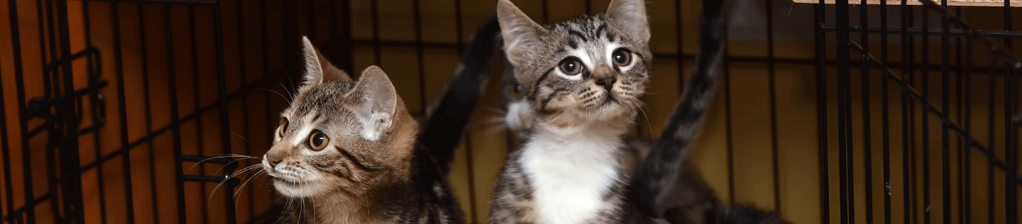 Kitten and cat adoption basics