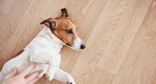 Bloat in Dogs: Symptoms, Causes, Treatment & Prevention