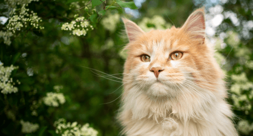 The Importance of Protein, Fat, and Fiber in Cat Food