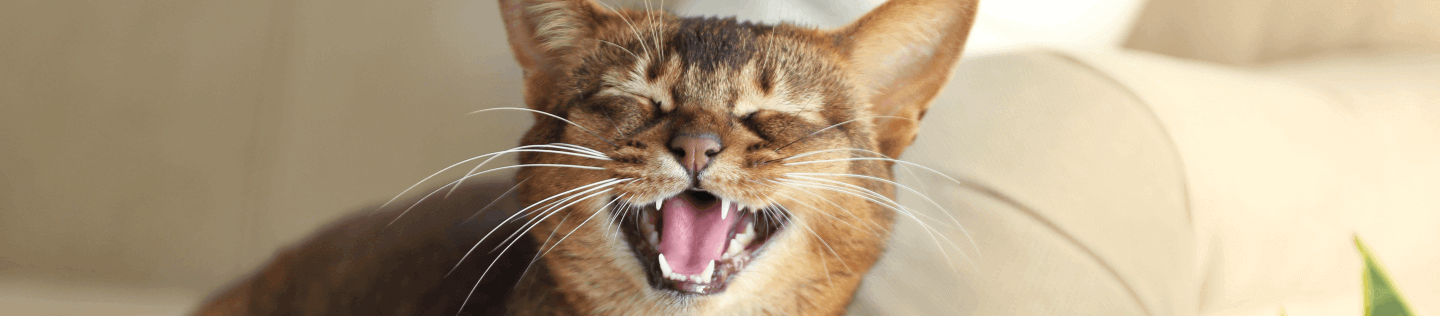 Your Cat’s Language: What Meows, Chirps and Yowls Mean