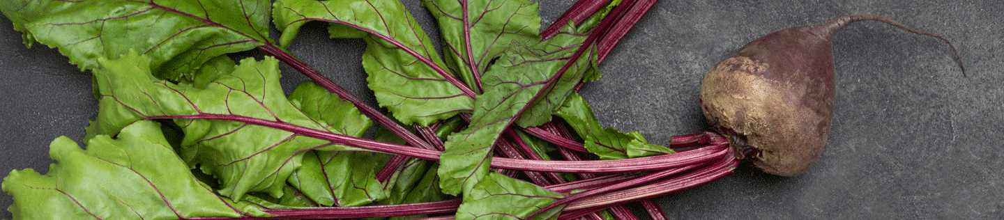How Beet Pulp Ingredients Are Used in Our Dog Foods