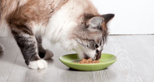 Tips for Feeding Your Senior Cat
