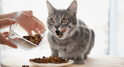 The Importance of Taurine in Cat Food