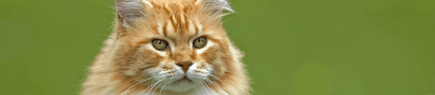 Why Nutrition in Cat Food Is Key for Shiny Coat