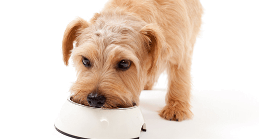 Why Nutrition Is Important for Healthy Skin and Coat