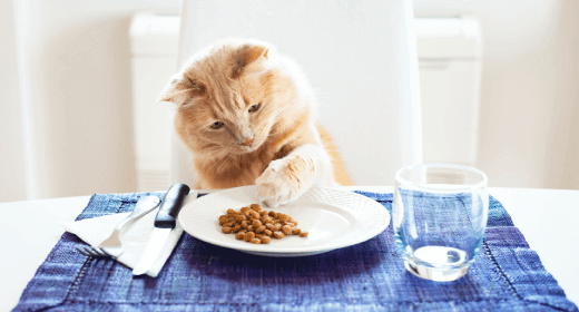 Tips on How To Feed Your Cat