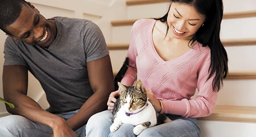 Everything You Need to Know About Bringing a New Kitten Home