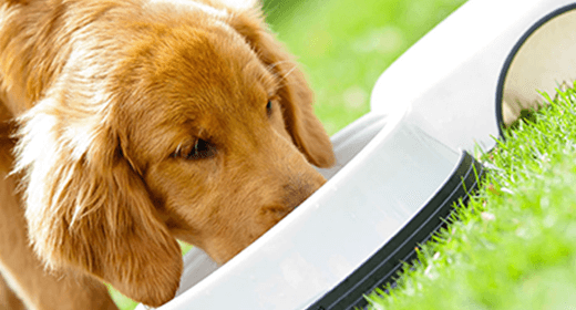 Common Questions About Feeding Dogs 