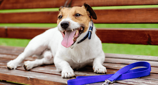 Is Your Dog Panting a Lot? Understanding When It's Normal and When to Worry