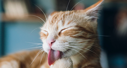 Cat Throwing Up Normal or Cause for Alarm IAMS
