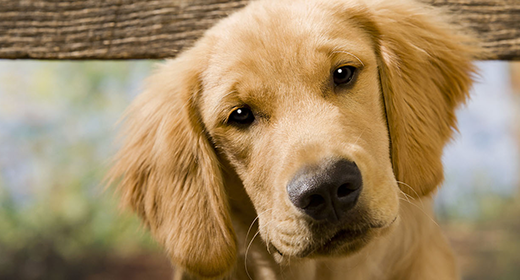 Feeding Puppies Tips for the First 6 Months IAMS