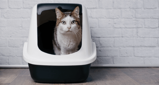 Does Your Cat Have UTI Symptoms IAMS Malaysia