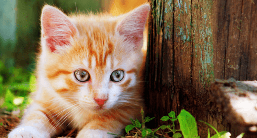 How much protein does a kitten need online