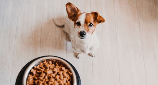 What to look for in a good dog food sale