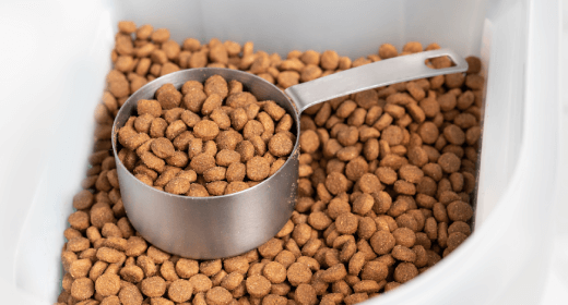 The Importance of Sodium in Your Cat s Food IAMS