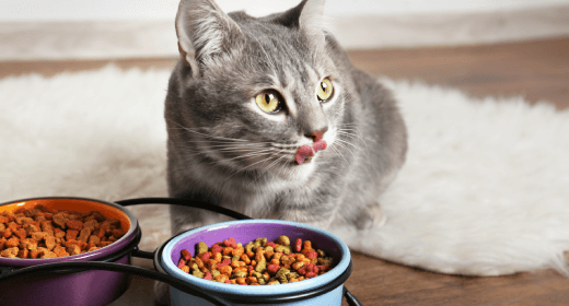 How to Choose the Best Food for Your Cat - IAMS