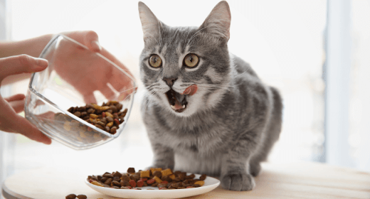 Best source of taurine for cats top