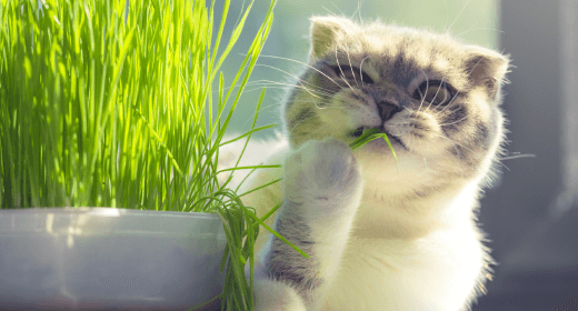 Low fiber diet for cats 2025