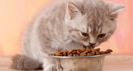 All Natural Holistic and Organic Kitten Foods IAMS